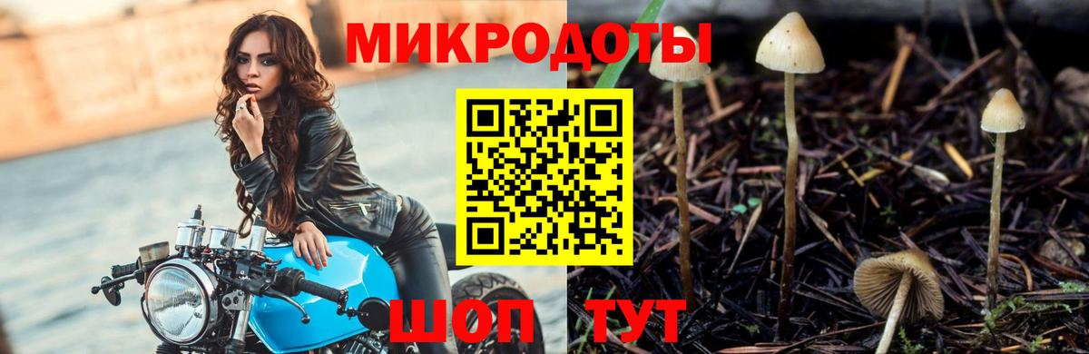 Галлюциногенные грибы Psilocybine cubensis Россия